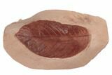 Red Fossil Hickory Leaf (Carya) - Montana #188982-1
